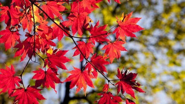 紅葉 紅葉狩り を英語で表現する りんごのーと Lingo Note