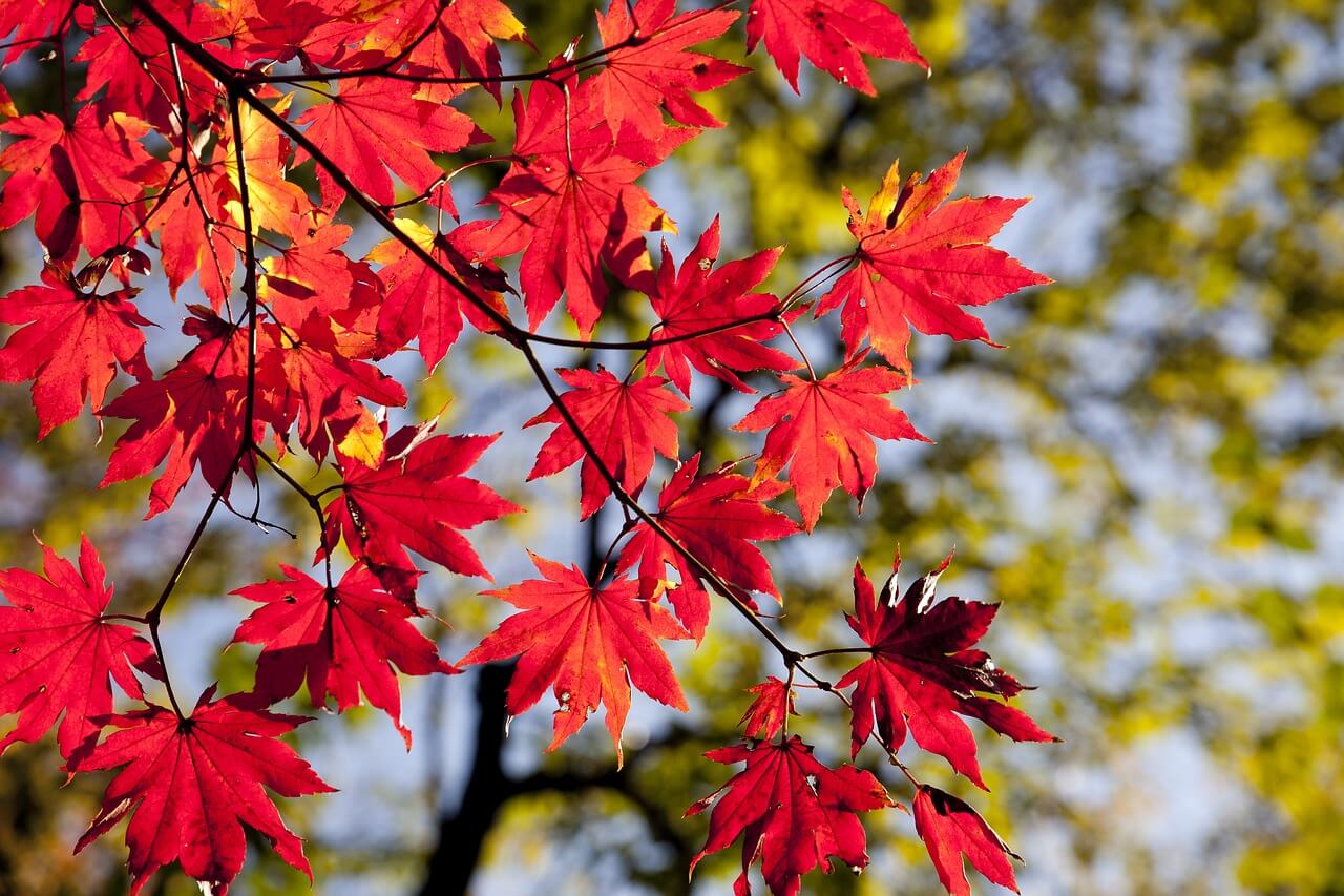 「紅葉」「紅葉狩り」を英語で表現する｜英語編集のーと